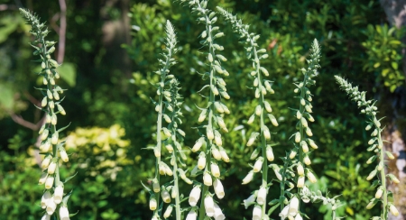 Picture for category Foxglove